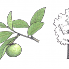 Diospyros digyna Jacq.