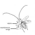 Wings of the beetle.