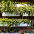 Des plantes sur un mur