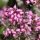 Erica carnea 'Winter Beauty'
