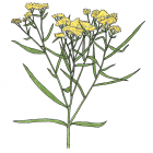 Euthamia graminifolia (anc. Solidago graminifolia)