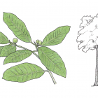 Ficus maxima P. Miller