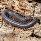 Firehead millipede