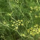 Foeniculum vulgare