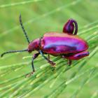 Frog-legged beetle