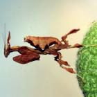 Ghost mantis on a plant