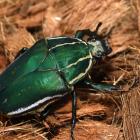 Giant green fruit chafer