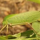 Giant hooded katydid