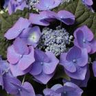  Hydrangea macrophylla &#039;Blaumeise&#039;