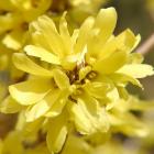 Forsythia mandshurica