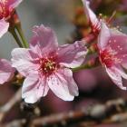 Prunus nipponica var. kurilensis
