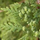 Cèdre blanc, ou thuya occidental Thuja occidentalis