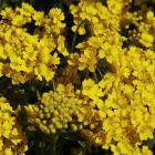 Aurinia saxatilis
