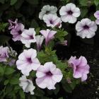 Petunia x hybrida 'Tidal Wave Silver'