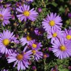Aster lisse Aster lisse