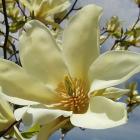 Magnolia acuminata 'Yellow Fever'