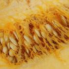 Cucurbita pepo 'Rocket'