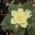 Decorative cabbage
