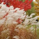 Graminée ornementale et couleur d'automne au Jardin japonais