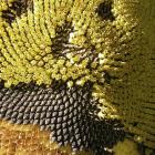 Helianthus cv.