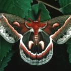 Hyalophora cecropia, Québec, Canada.