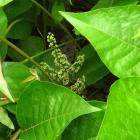 Herbe à la puce (Toxicodendron radicans) - Floraison