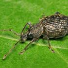  Black vine weevil