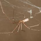  Long-bodied cellar spider