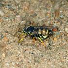  Bicyrtes quadrifasciatus 