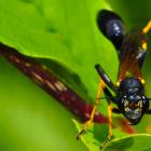 Sceliphron caementarium 