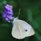  Pieris rapae