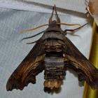 Abbott’s sphinx
