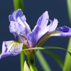 Iris versicolore, l&#039;emblème floral du Québec