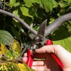 Anvil-type pruner