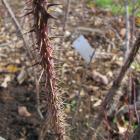 Rosa acicularis