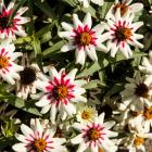 Zinnia sp.