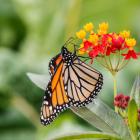 Monarch on milkweed