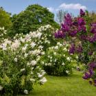 Collection de lilas (Syringa sp.)
