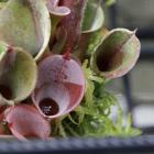 Capture your prey: Invent a trap inspired by carnivorous plants