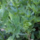 Levisticum officinale