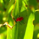 Lilioceris lilii