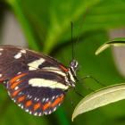 Longwing butterfly