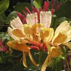 Lonicera x heckrottii 'Gold Flame'