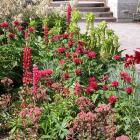 Inspecter le jardin régulièrement