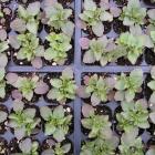 Viola seedlings