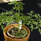 Lycopersicon esculentum