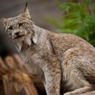 Lynx du Canada (Lynx canadensis).