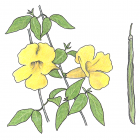 Macfadyena unguis-cati (L .) A. Gentry