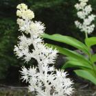 Maianthemum racemosum