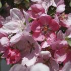Malus 'Henrietta Crosby'.